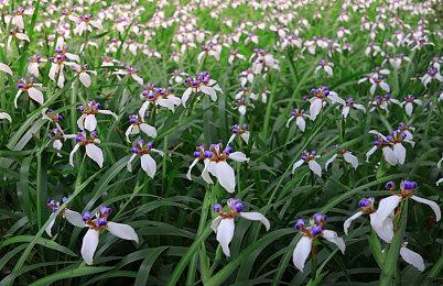 《真女神转生5》PV4公布 游戏玩法系统介绍